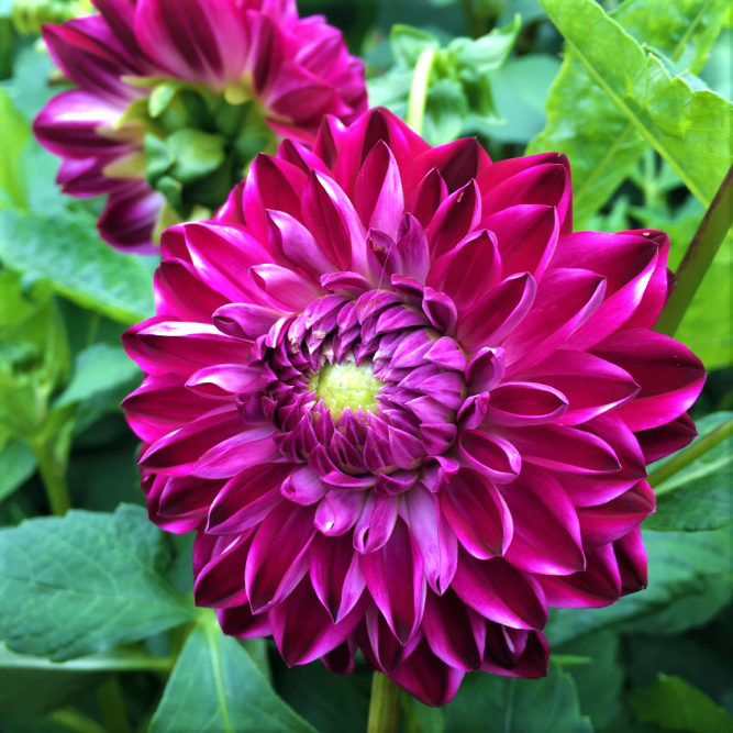 Dahlia Osirium